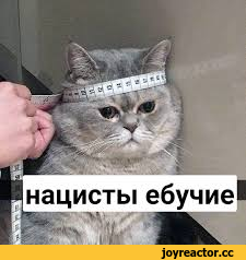 ,webm,гиф анимация,гифки - ПРИКОЛЬНЫЕ gif анимашки,котик,астма,лечение