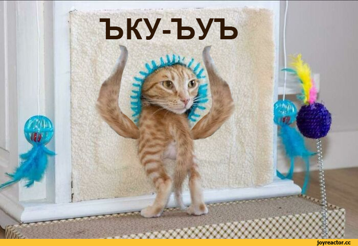 ﻿Ъ КУ-ЪУ ъ,котёнок