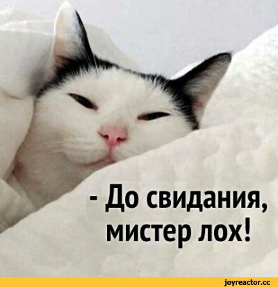 ﻿- До свидания, мистер лох!,котє,животные реактора