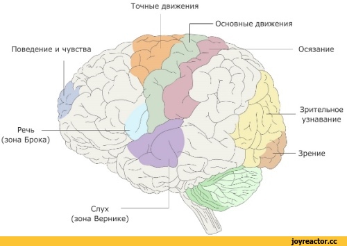 ﻿Точные движения
Основные движения
Речь (зона Брока)
Слух
(зона Вернике)
Осязание
Зрительное
узнавание
Зрение,приколы для даунов,приколы для физиков,песочница,приколы для даунов со знанием английского,#Приколы для даунов со знанием английского