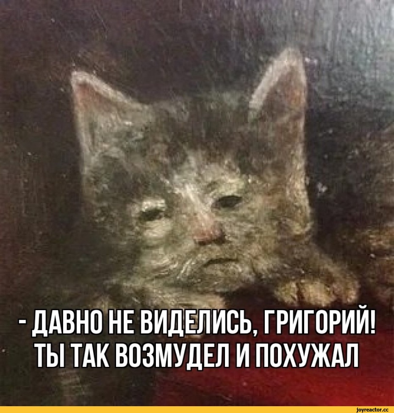 ,Приколы для даунов,разное,длинопост,котэ,прикольные картинки с кошками,каламбур,Легкая наркомания