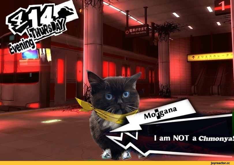 ,Persona,Shin Megami Tensei,Megami Tensei,Игры,Чмоня,котёнок,Velvet badroom,котэ,прикольные картинки с кошками,Kitten