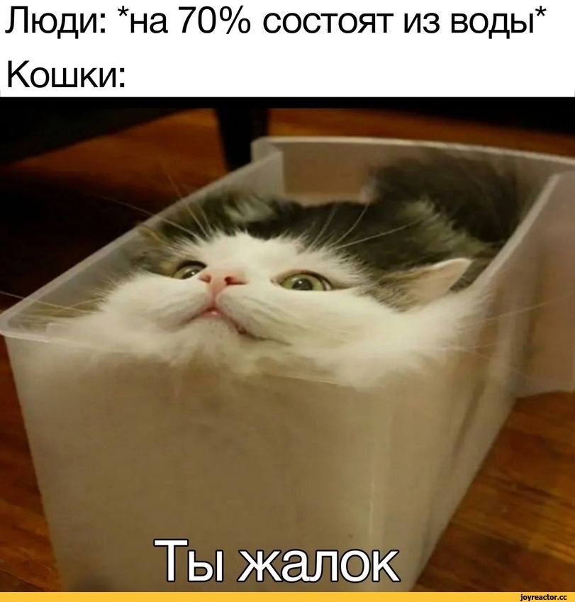 ﻿Люди: *на 70% состоят из воды* Кошки:,коте,длиннопост