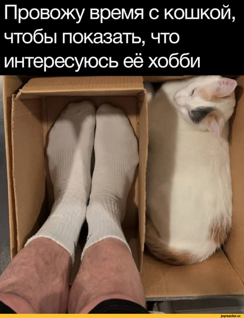 ,котэ картинки