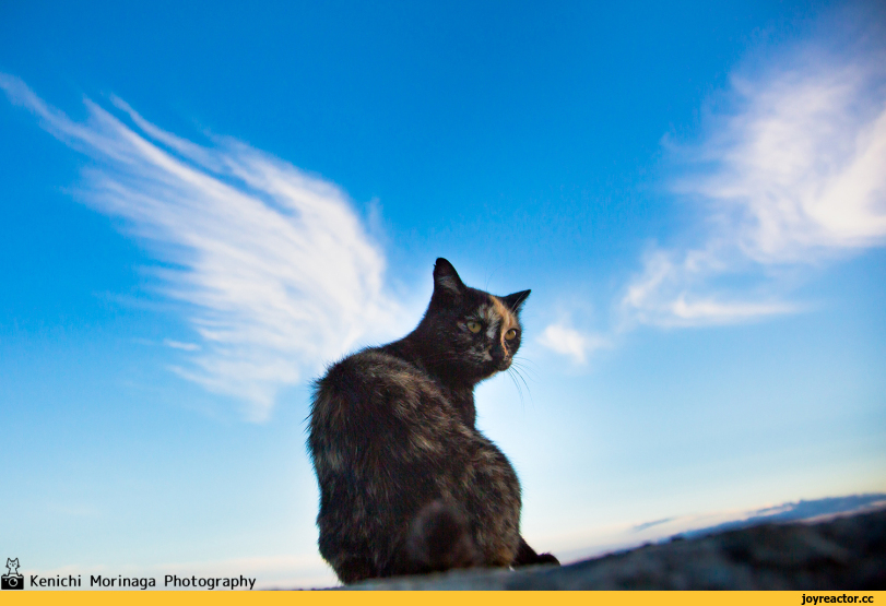 ,котэ,прикольные картинки с кошками,облака,photomoriken