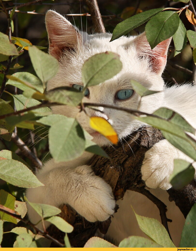 ,котэ,прикольные картинки с кошками,фото